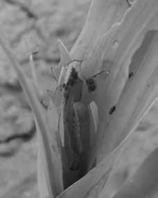 ipsilon from its emergence to the 4 th leaves (early whorl), likewise, Güllü (2000) reported that corn plant tended to be harmed by Agrotis spp from its emergence to the 2-4 leaves stages in Çukurova