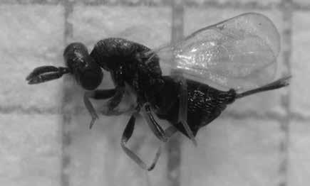 The Determination of Infection and Damage Rates of the Alfalfa Seed Chalcid, Bruchophagus Roddi Gussakovskiy, 1933 (Hymenoptera, Eurytomidae) in Alfalfa Seed Stored in the Eastern Region of Turkey As