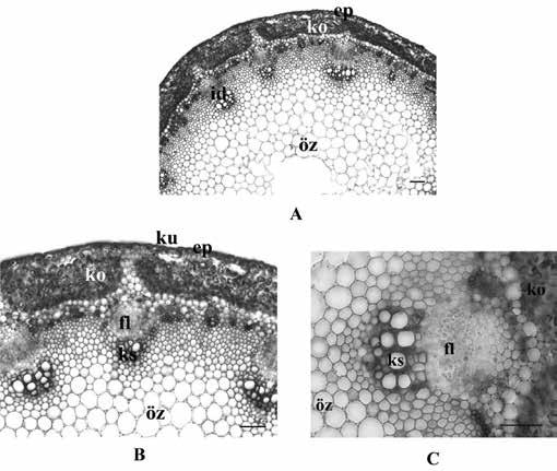 Cichorium pumilum Jacq. (Asteraceae) Üzerine Anatomik Bir Çalışma Gelişmiş köklerin en dışında, parçalanmış peridermis tabakasının varlığı gözlenmiştir.