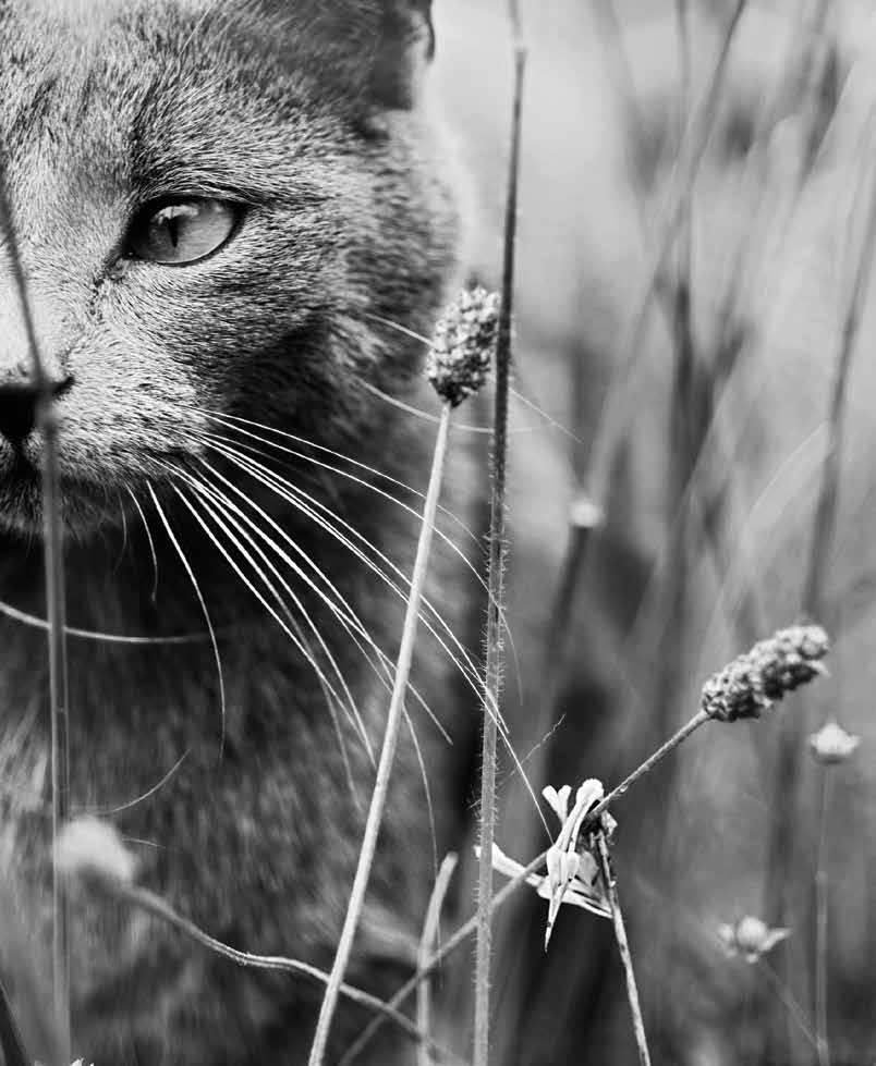 KEDİNİZİN EVRİMSEL BESLENME İHTİYACINI YANSITAN ET BAZLI MAMALAR Doğu yaban kedisi tüm evcil kedilerin atası ve en yakın akrabasıdır.