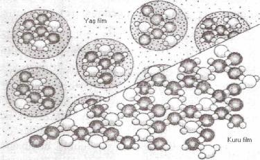 16 filmde molekül dizilişlerinin sembolik görünüşü Şekil 2.