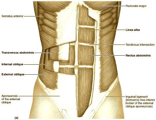 16 korseye önden ve arkadan yapışan pectoralis majör ve latissimus dorsi gb. kasların da desteği ile hareket sırasında eksternal yu ku karşılayan bir mekanizma ac ığa c ıkarırlar (45,48,49).