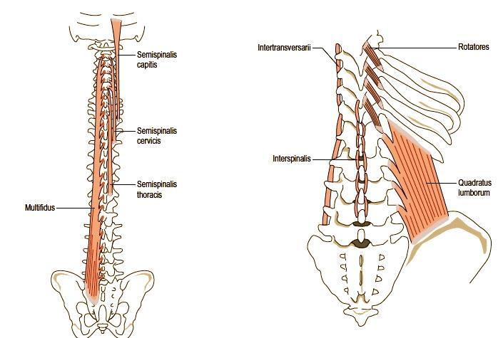 18 parc alara sahip olan geniş yapısı sonucu c ok fonksiyonlu olarak stabilizasyona katkı sağlar. McGill, M. Quadratus Lumborum u spinal stabilizasyonun majör kası olarak tanımlamaktadır (33). M. Quadratus Lumborum spinal segmentin sagital ve frontal du zlemlerdeki hareketlerinde aktiftir.