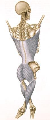 21 Gracovetsky ın spinal makine teoremine göre, oblik abdominal kaslar diğer merkezi su tun kasları ile birlikte c alışarak kinetik ve potansiyel enerji ac ığa c ıkararak rotatör bir tork oluşturur