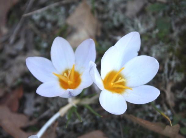 biflorus Kormusu tunik şeklinde zarımsı ya da sert, tabanda düz veya dişli kanatlıdır. Yapraklar (3- )4-9, 0.5-3.5 mm genişliğindedir.