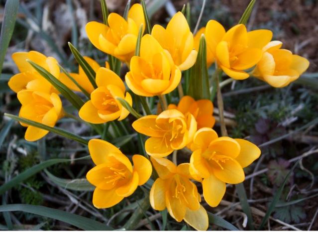 Endemiktir [1, 18] Türün ilkbaharda açan güzel görünümlü, gösterişli gök mavimsi renkli çiçeklerinden dolayı mezarların üzerinde 7) Crocus chrysanthus (Herbert) Herbert (Yöresel ismi: Çiğdem, Sarı