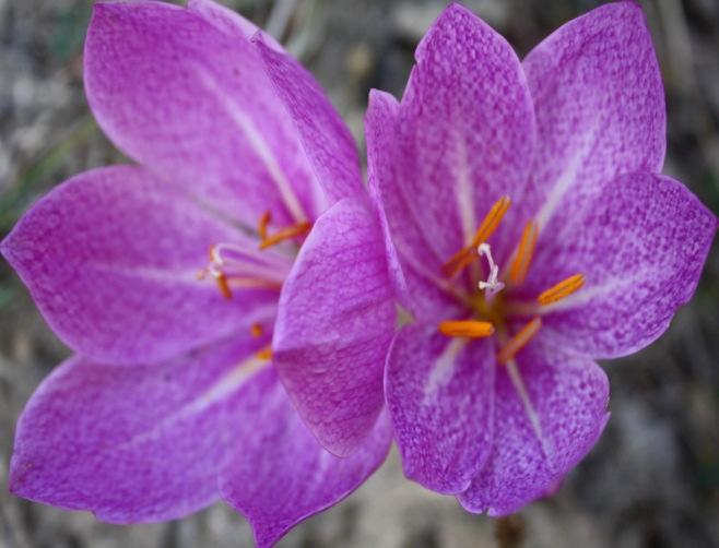 Çiçekler genelde lavanta, menekşe ya da mavimsi renkte, segmentlerin üst kısımları kahverengi damarlıdır. Stil dallanmıştır. Kapsül elipsoit, 3-5 cm dir [1, 18].