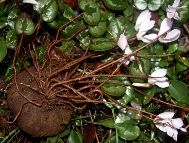 (Yöresel ismi: Güz çiğdemi, Güz zambağı, Kır zambağı) Şekil 12. Cyclamen cilicicum var. cilicium Tuber küçük, 2-5 cm çapındadır. Yapraklar suborbikular, 1.4-3 cm uzunluğundadır.