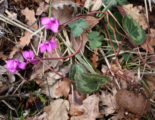 Türün güzel görünümlü yaprakları ve gösterişli gülümseyen çiçekleri mezarlık alanların her tarafında 13) Cyclamen coum Miller var. coum (Yöresel ismi: Pıtırcık) Şekil 11. Colchicum bivonae Kormusu 2.