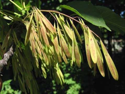 *Bu işlemi gerektiren türlere Fraxinus excelsior * (dağ dişbudağı) örnek olarak