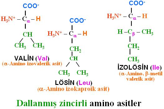 asitler: alanin, valin, lösin,