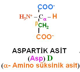 asidik) amino asitler: