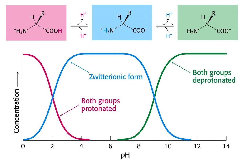 Diprotik Amino Asitlerin İyonizasyonu Ortam ph sına bağımlı k o n s a n