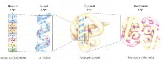 Protein Yapısının Birkaç Düzeyi Vardır