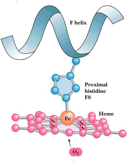 Miyoglobinin hem grubundaki Fe 2+, O