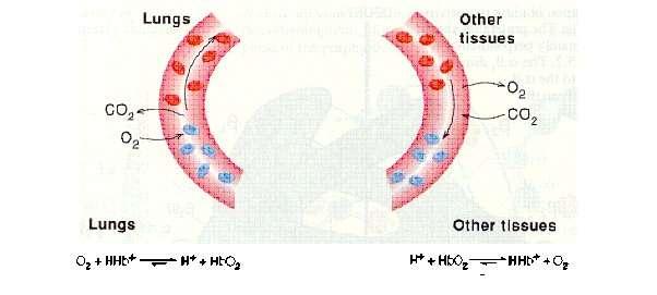 Akciğerlerde oksijenasyon olayı sonucunda hemoglobine bağlanan