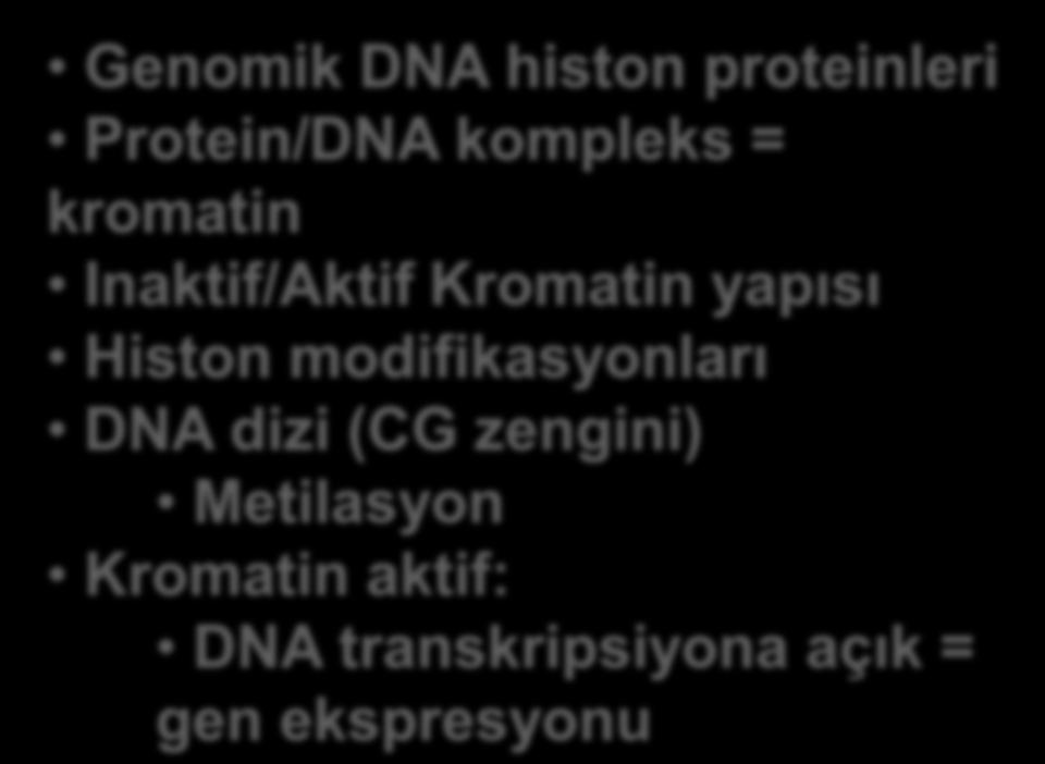 Intrinsi c signal Genomik DNA histon proteinleri Protein/DNA kompleks = kromatin Inaktif/Aktif