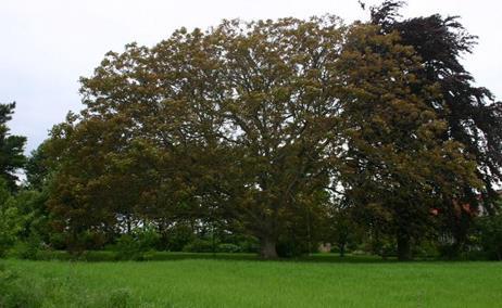 Ağaç Yapısı, Kök gövde ve dallar: Cevizler hızlı büyüyerek 25-40 m ye kadar boylanır ve bir ağaç 300-500 m 2 lik bir alanı kaplayabilir.