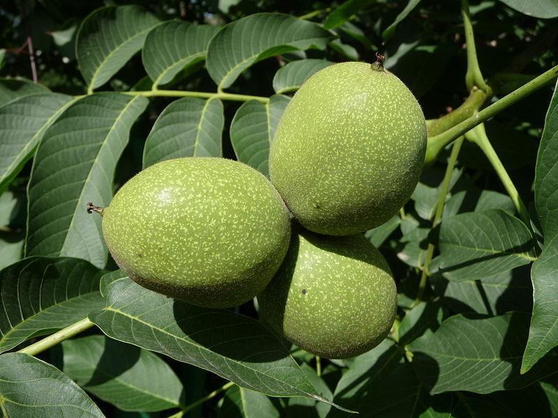 Juglans