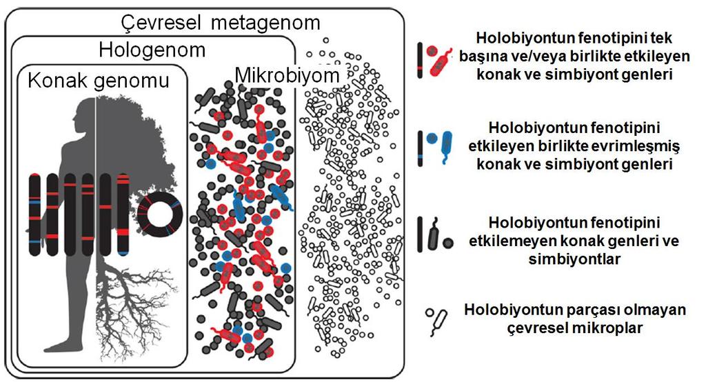 Holobiyont ve Hologenom