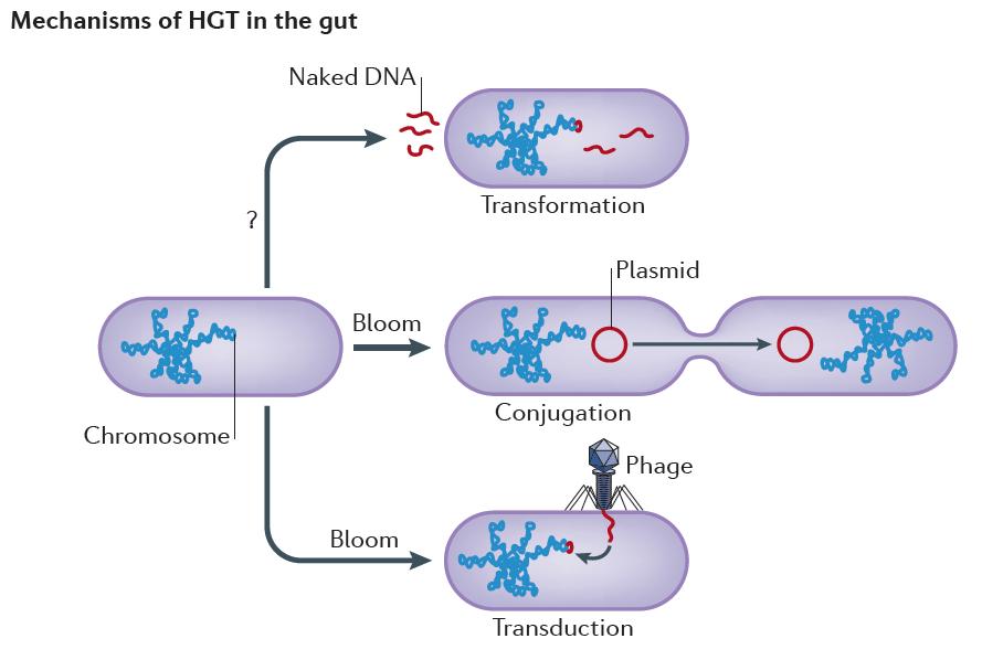 İnsan mikrobiyomu İnsan mikrobiyomu küresel pangenomla (biyosferdeki tüm genlerin toplamı) çevresel temas ve horizontal gen transferi (HGT)