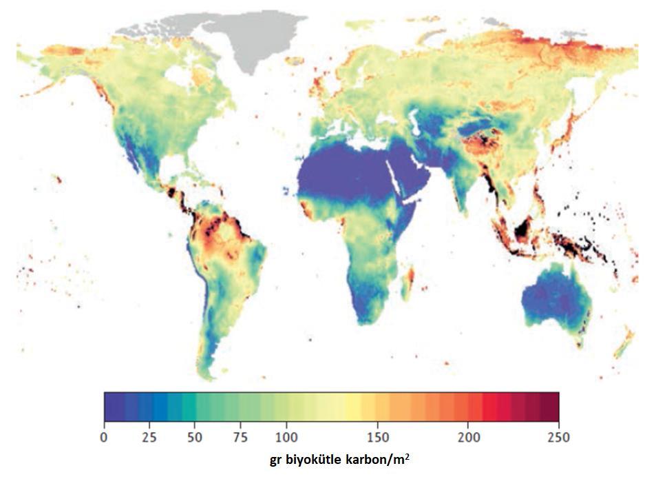 Yeryüzü genelinde toplam toprak mikrobiyal