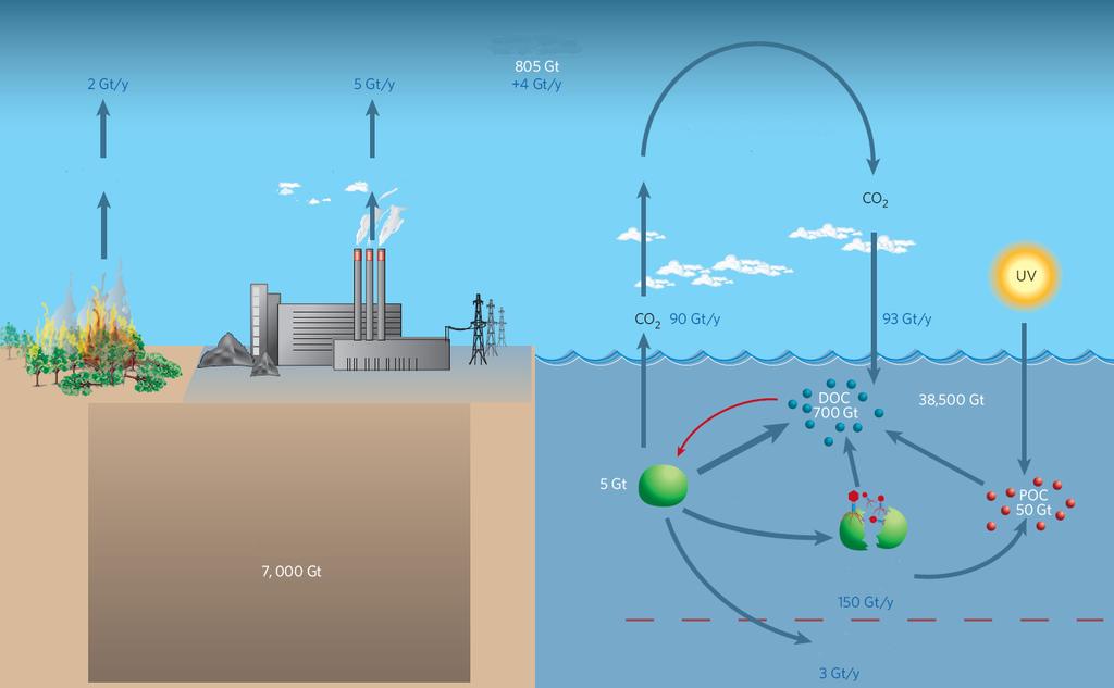 Atmosfer Biyolojik ve kimyasal süreçler Ormansızlaşma Fosil yakıt kullanımı Okyanus Plankton Fosil yakıtlar Virusla infekte plankton