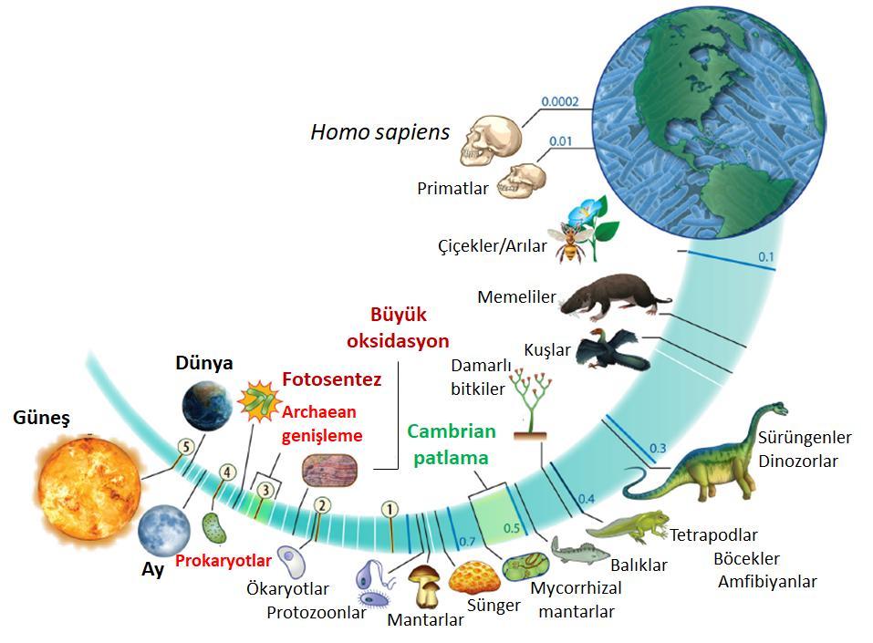 Biyosferin evriminde mikrobiyal