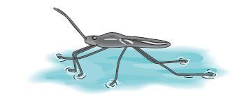 19. Şekilde gösterilen böcek suyun üzerinde bacakları ve su arasında oluşan yüzey gerilimi ile durmaktadır.
