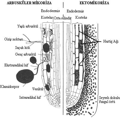 Mikorizal fungus ile bitki kökleri arasındaki besin alışverişi ilişkisinin kurulması Şekil 3. Bitki ile fungus arasındaki mikorizal ilişkinin kurulması (Peterson ve Farguhar,1994). Şekil 4.