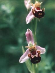 4.2.7. Ophrys 4.2.7.1. Ophrys apifera Hudson Türün görünümü Şekil 4.47 de, genel özellikleri Çizelge 4.40 da verilmiştir. Şekil 4.47. Araştırma Alanında Saptanan Ophrys apifera Türünden Görünüm (Gülnar- Çukurasma Köyü).