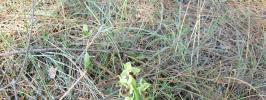 Şekil 4.67. Ophrys umbilicata Türünün Genel Görünümü (Alata-Bahçe Kültürleri Araştırma Enstitüsü) Çizelge 4.50. Ophrys umbilicata Türünün Özellikleri (Sezik, 1984 den değiştirilerek).