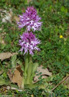 4.2.8.4. Orchis italica Poiret. Türün genel görünümü Şekil 4.77 de, özellikleri Çizelge 4.55 de verilmiştir. Şekil 4.77. Orchis italica (Anonim, 2009e). Çizelge 4.55. Orchis italica Türünün Özellikleri (Sezik, 1984 den değiştirilerek).