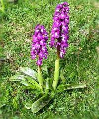 verilmiştir. Orchis mascula (L.) türünün Türkiye de dağılımı Şekil 4.82 de verilmektedir. Şekil 4.81. Orchis mascula (Anonim, 2009f) Çizelge 4.57.