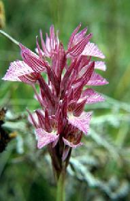 Orchis palustris türü, Crataegus monogyna, Cercis siliquastrum, Daphne sericea, Ficus carica, Fumana arabica, Olea europea var.