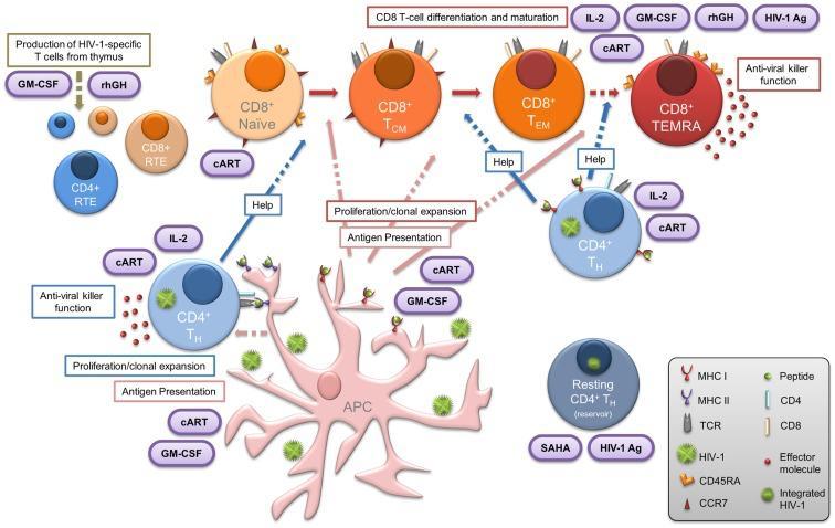 TEDAVİ SÜRECİNDE İMMÜN HÜCRELER cart = Combinational Antiretroviral Therapy, TCM = Central