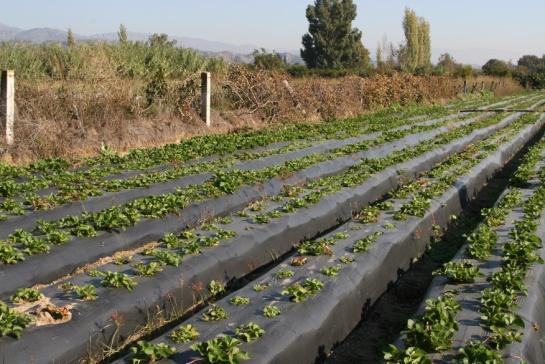 17 Her deneme öncesi bu işlemler işletmeye gidip yeni larvalar toplanarak tekrarlanmıştır. 3.4. Polyphylla fullo Larvalarının Elde Edilmesi P.