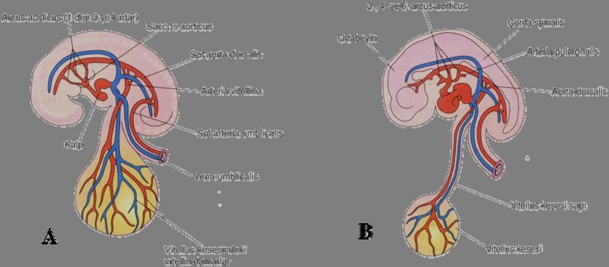 Aorta dorsalis'den çıkan fazla sayıda arteria (a.) intersegmentales, somitler ve bu oluşumlardan farklılaşan yapıların arasından geçerek beslenmeyi sağlarlar. Boyunda bulunan a.