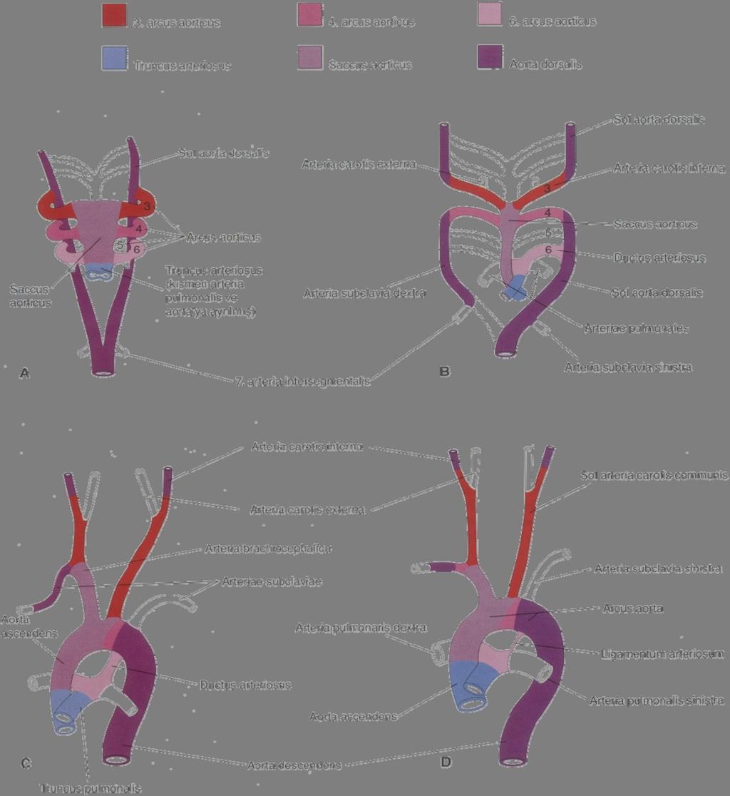 İlk arcus aorticus çiftinden farklanan yapılar Bu arterlerin büyük bir kısmı kaybolur. Gelişimini sürdüren bölümleri kulak bölgesini, üst çeneyi ve göz bölgesini besleyen a. maxillaris leri yapar.