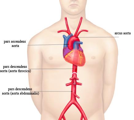 1.4. Anatomik Bilgi 1.4.1. Aorta anatomisi Vücudun ana atar damarıdır. 3 cm çapında olan aorta, sol 3.