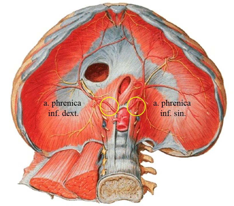 Ayrıca sol arter dalağa, sağ arter de karaciğere küçük dallar verir (Graaff 1998, Arıncı ve