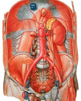 Şekil 1.19. Arteria testicularis (ovarica) (Putz ve Pabst 2001 den uyarlanmıştır). Arteria lumbales Birinci ve 4. lumbal vertebra arasında bulunan 4 çift arterdir (Şekil 1.20).