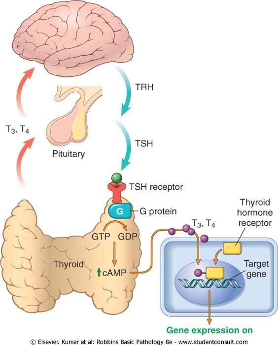 Tiroid