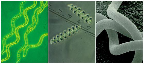 Spirulina nın Genel Özellikleri: Spirulina, yüksek karbonat ve bikarbonat seviyeleri ve yüksek ph ile karakterize edilen tropikal ve subtropikal su kütlelerinde yoğun populasyon oluşturan planktonik