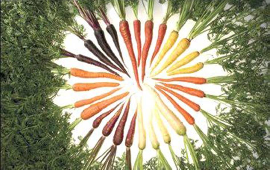 Meyve ve sebzelerin olgunlaşması ile renk arasında bağıntı vardır. Domatesin yeşilden kırmızıya dönmesi olgunlaşmayı, fasulyenin yeşilden sarıya dönmesi kartlaşmayı gösterir.