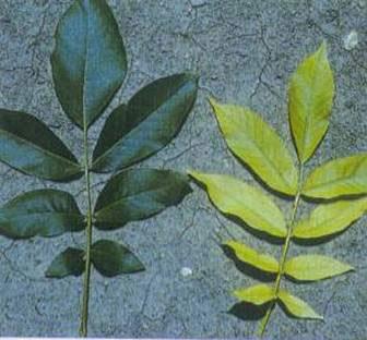 Kullanılan eksplant Bir bitki türünde kromozom sayısı sabittir.