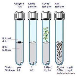 Embriyo kültüründe şeker kaynağı olarak genellikle sakkaroz kullanılır.