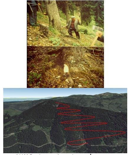 Plan dahilinde (üretim planı) kesilecek ağaçlara, ağacın kök seviyesine en yakın yerine açılacak bir aynaya uygulanan damgadır. Damga, ağaç kesildiği zaman dip kütükte kalacak şekilde uygulanmalıdır.