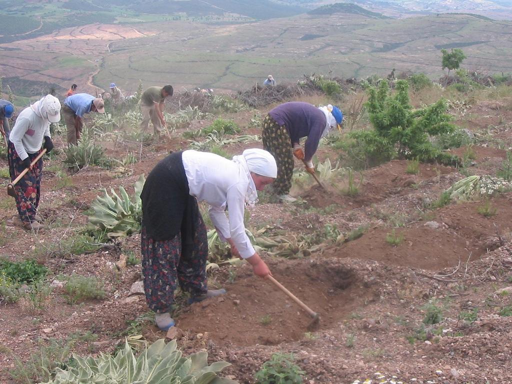 İŞÇİ İLE KÜLTÜR BAKIMI fidanların etrafında