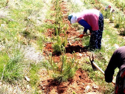 90/56 İŞÇİ İLE KÜLTÜR BAKIMI diri örtünün türüne, boyuna ve yoğunluğuna